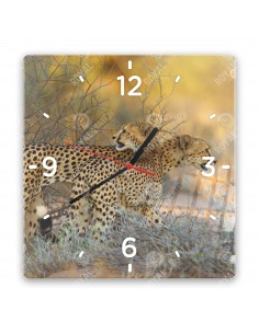 Gepard grzywiasty