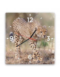 Cheetah