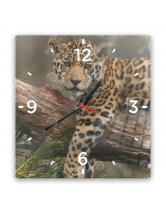 Jaguar amerykański