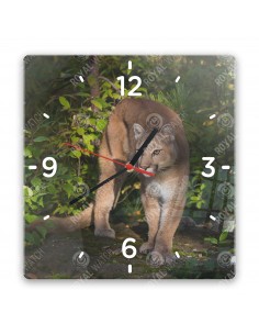Puma americká