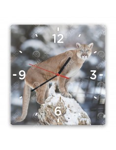 Puma americká