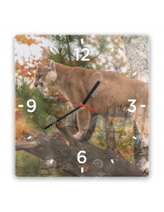 Puma płowa