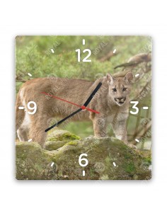 Puma americká