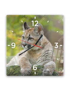 Puma americká