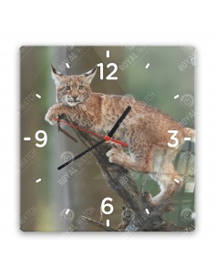 Eurasian lynx