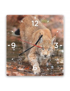 Eurasian lynx