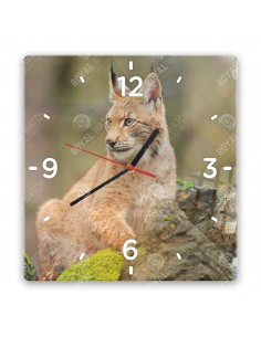 Eurasischer Luchs