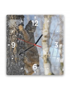 Kanadischer Luchs