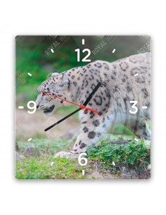 Schneeleopard