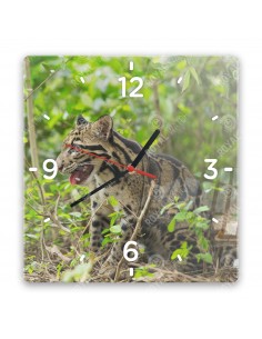 Leopard obláčikový