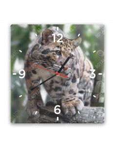 Leopard obláčikový