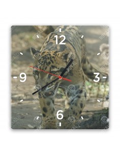 Leopard obláčikový