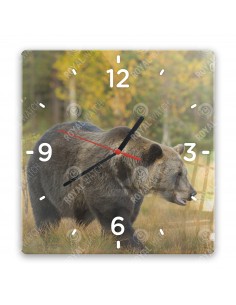 Niedźwiedź brunatny