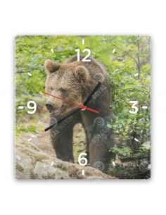 Braunbär