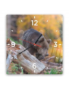 Niedźwiedź brunatny