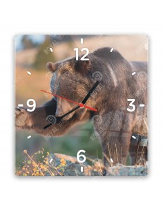 Grizzlybär