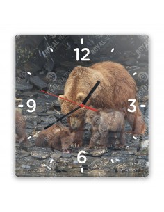 Medvěd grizzly