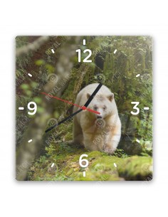 Kermodebär
