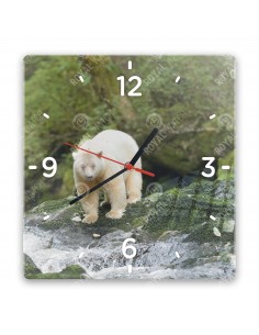 Kermodebär