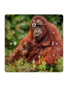 Orang-Utans
