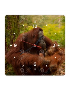 Orang-Utans
