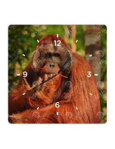 Orang-Utans