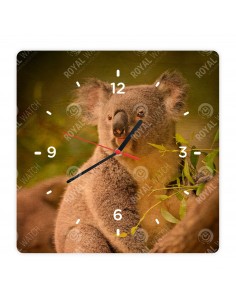 Koala medvídkovitý