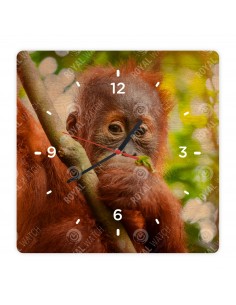 Orang-Utans