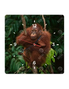 Orang-Utans