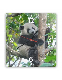 Panda velká