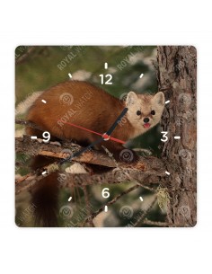 American marten