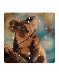 Koala medvídkovitý