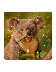 Koala medvedíkovitá