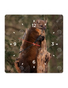 American marten