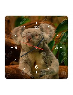 Koala medvídkovitý