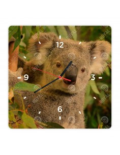 Koala medvedíkovitá