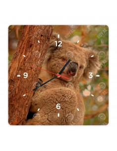 Koala medvídkovitý