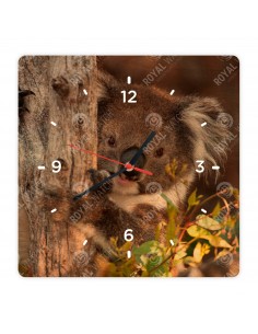 Koala medvídkovitý
