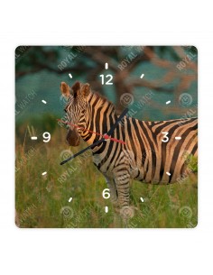 Zebra stepní