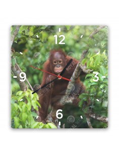 Orang-Utans