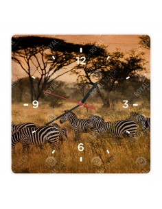 Zebra stepní