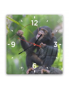 Közönséges csimpánzs