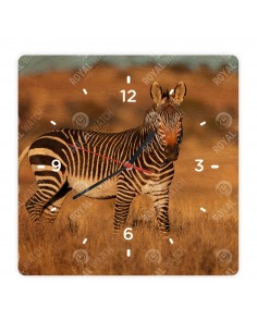 Zebra stepní