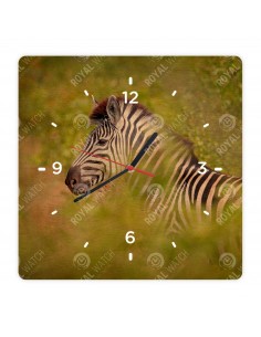 Zebra stepní