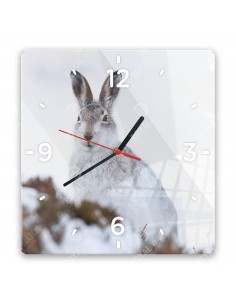 Polarhase