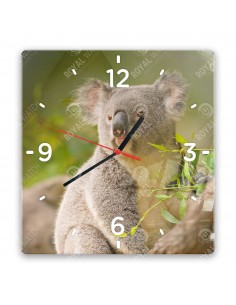 Koala medvídkovitý