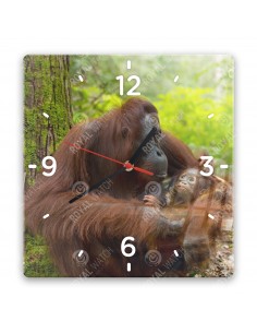 Orang-Utans
