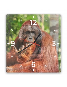 Orang-Utans