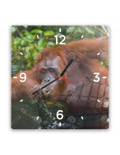 Orang-Utans
