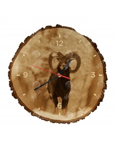 Mouflon
